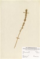 藏品(臺灣粉條兒菜)的圖片